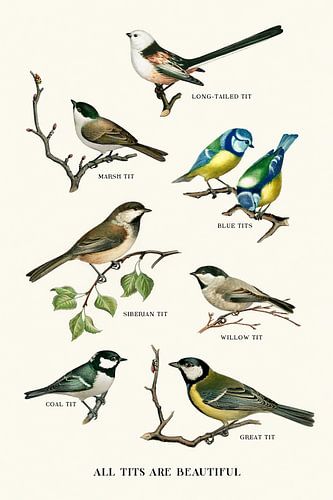 All Tits Are Beautiful