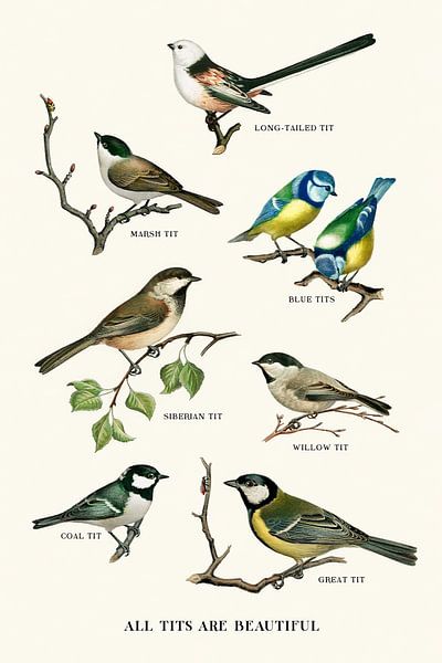 All Tits Are Beautiful von Jonas Loose