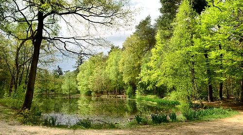 Frühling im Wald von Emmerdennen von Corinne Welp