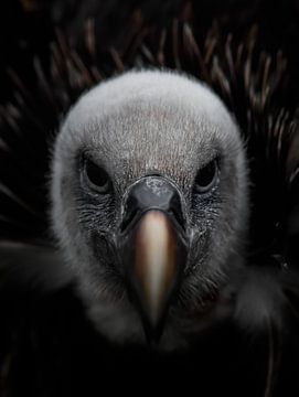Close up van een Gier (Vulture) van jb photography