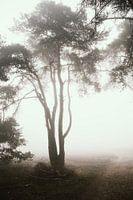 Fog