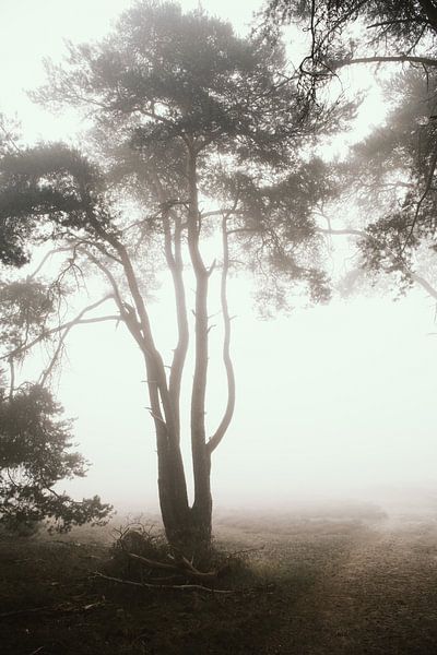 Fog by Esther van Beek