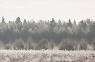 Natuur | Winter landschap - bossen Estland van Servan Ott thumbnail