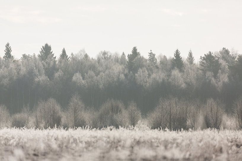 Natuur | Winter landschap - bossen Estland van Servan Ott