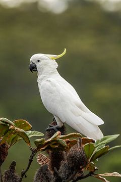 Yellow-crested Cockatoo (Cacatua galerita) by Dirk Rüter