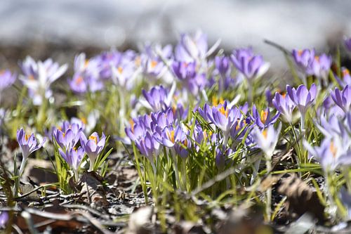 The first crocuses in the garden