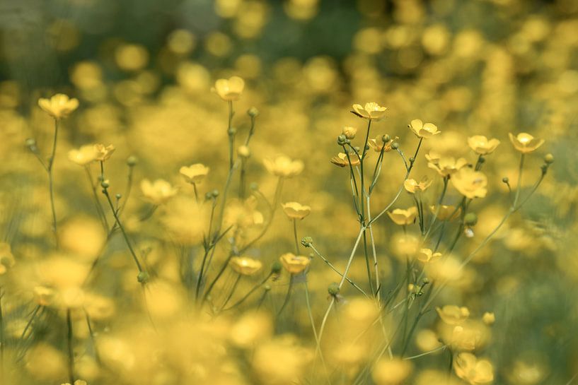 Buttercup flowers by Kim de Been