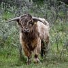 Schotse Hooglander van ArtelierGerdah