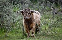 Schotse Hooglander