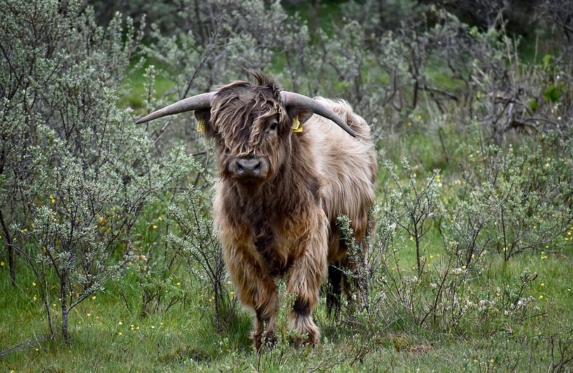 Schotse Hooglander van ArtelierGerdah