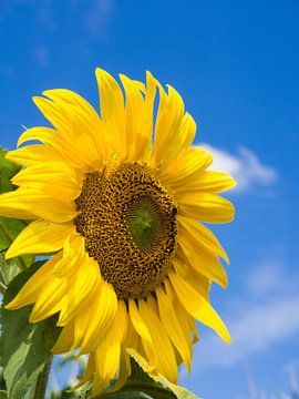 Summer sunflower by Katrin May