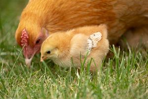 Poule avec poussin à la recherche de nourriture