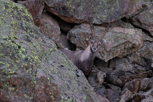 Capricorne dans les Alpes, Suisse