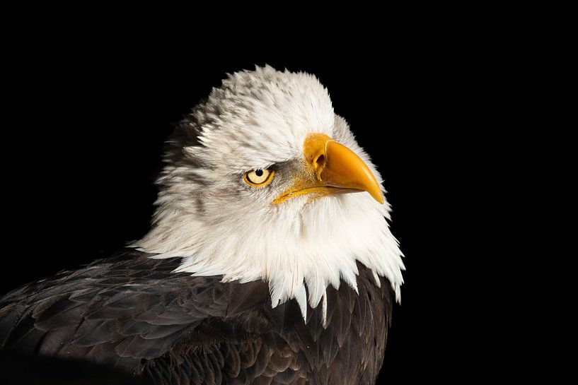 Weißkopfseeadler von Jack Van de Vin