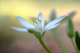 Blume mit weichem Aussehen von Paul Groefsema