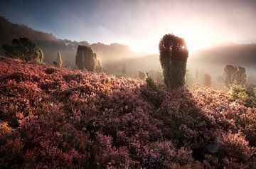 misty sunrise on hills with flowering heather von Olha Rohulya