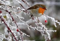 robin winter 