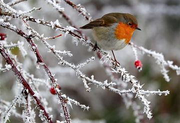 robin winter  by Niels  de Vries