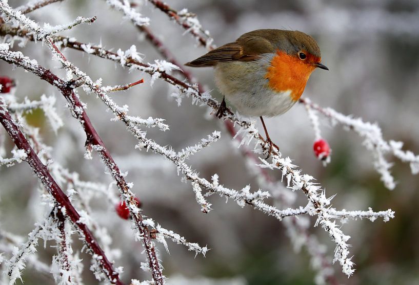 roodborstje  winter  van Niels  de Vries