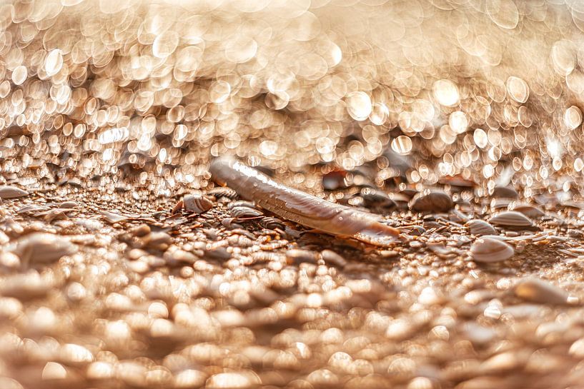 Muscheln am Strand mit wirbelndem Bokeh von Yanuschka | Fotografie Noordwijk