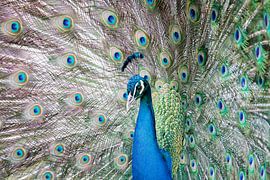 Beautiful close up of a dancing peacock by Tim Emmerzaal