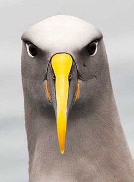 Northern Buller's Albatross, Thalassarche bulleri platei by Beschermingswerk voor aan uw muur