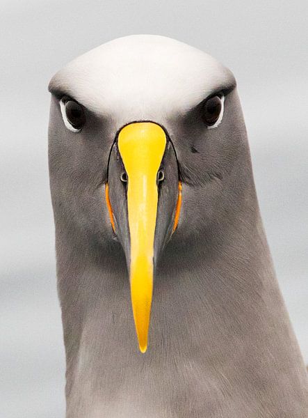 Albatros taurin du Nord, Thalassarche bulleri platei par Beschermingswerk voor aan uw muur