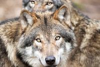 Wolven