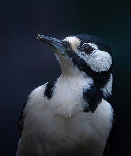 Great Spotted Woodpecker portrait by arnemoonsfotografie