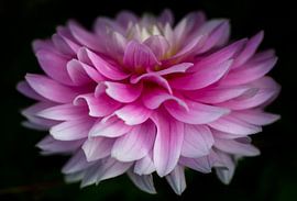 Rosa Dahlie in Blüte von Eline Bouwman