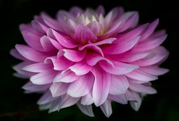 Roze Dahlia in bloei van Eline Bouwman