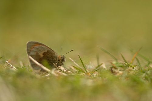 Hooibeestje in het veen