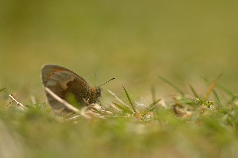 Little In The Green by Stefan Wiebing Photography