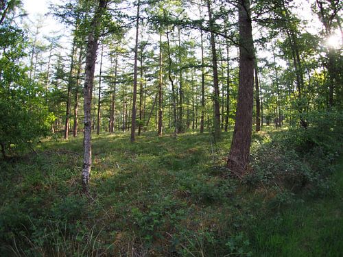 Soleil levant dans la forêt 5