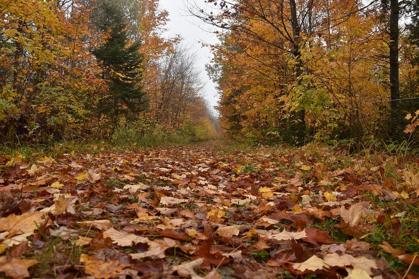 A country road in autumn by Claude Laprise