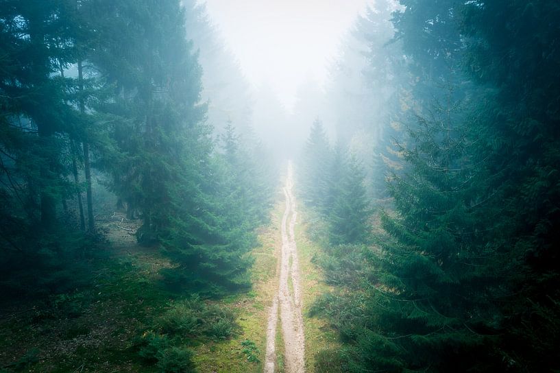 Gespenstischer Wald von Koen Boelrijk Photography