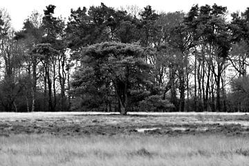 small tree on the heath by hoby deijk