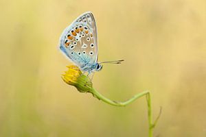 Papillon sur un pissenlit cassé dans la lumière chaude du soir