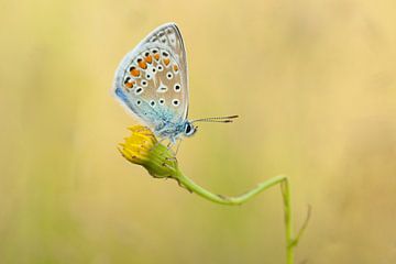 Butterfly in atmospheric evening light by Martin Bredewold