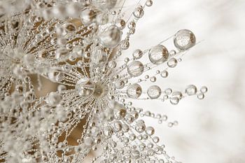 Ländliches Naturambiente: Winzige Wassertröpfchen hängen an einem Löwenzahnflaum