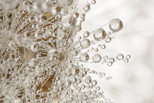 Ländliches Naturambiente: Winzige Wassertröpfchen hängen an einem Löwenzahnflaum von Marjolijn van den Berg