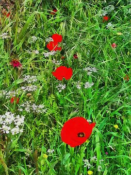 Three Poppy Sisters van Dorothy Berry-Lound