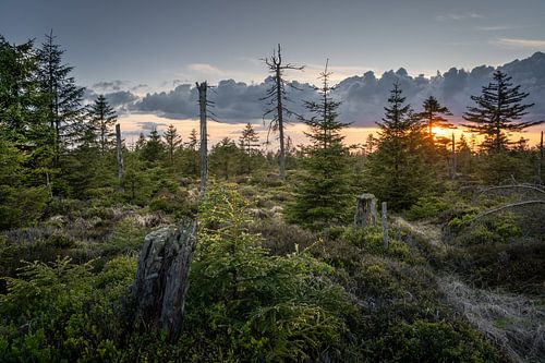 De nouvelles choses poussent dans le Harz sur Steffen Henze
