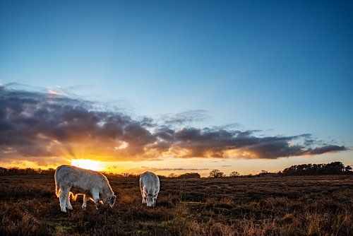Des vaches sur la lande à Huizen