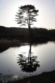 Reflection in water by Bianca Massaar