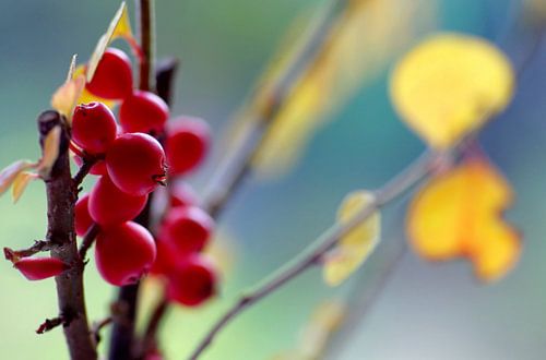Red Beauty.