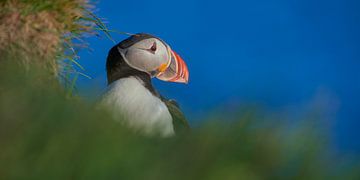 Puffin portrait