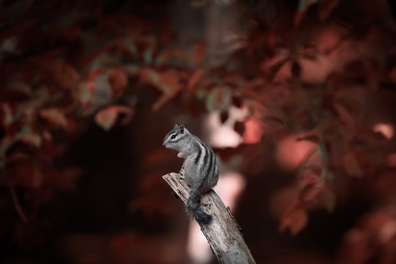 The Siberian ground squirrel by Roy IJpelaar
