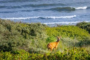 Un cerf dans les dunes de Domburg