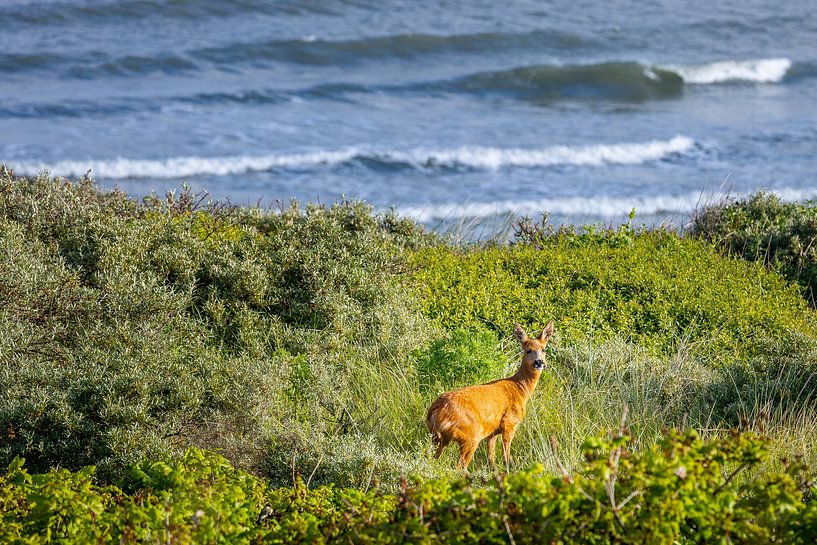A deer in the dunes of Domburg by Danny Bastiaanse